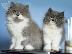 PoulaTo: Persian kitten - Περσικό γατάκι
